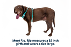 Hi & Light™ Lightweight Dog Harness