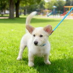 WYuZe 5FT Puppy Leash + Chew Proof Dog Leash with Shock Absorption for Small Dogs, Blue