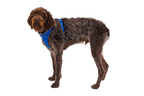 Front Range® Harness