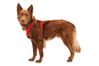 Front Range® Harness