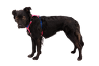 Hi & Light™ Lightweight Dog Harness