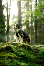 Trekking dog raincoat