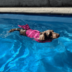 Mermaid Dog Life Jacket